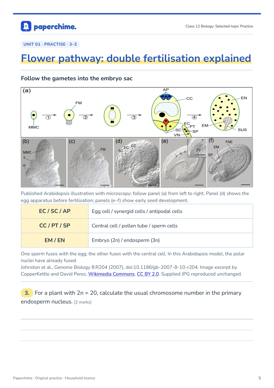 Actual Flower pathway: double fertilisation explained practice page, Class 12 Biology
